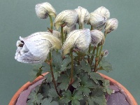 Delphinium chrysotrichum tsarongense